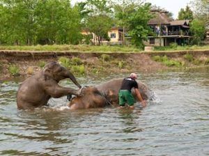 Nepal Sapana Lodge Chitwan